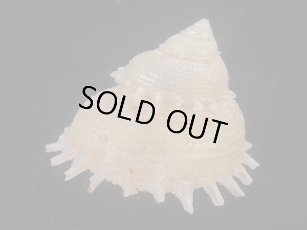 画像3: カンスガイ(Bolma millegranosa) 大　美品 (3)