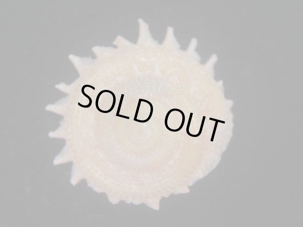 画像4: カンスガイ(Bolma millegranosa) 大　美品 (4)