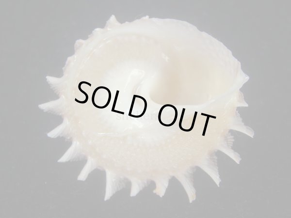 画像5: カンスガイ(Bolma millegranosa) 大　美品 (5)