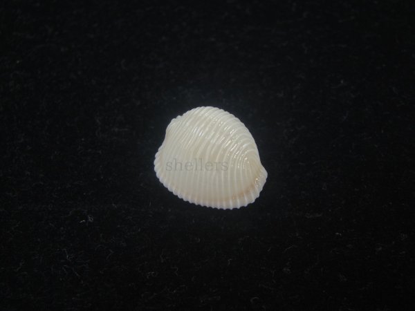画像1: ワスレボタン(Triviella neglecta) 美品 (1)