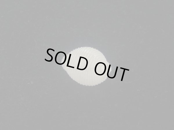 画像2: ワスレボタン(Triviella neglecta) 美品 (2)