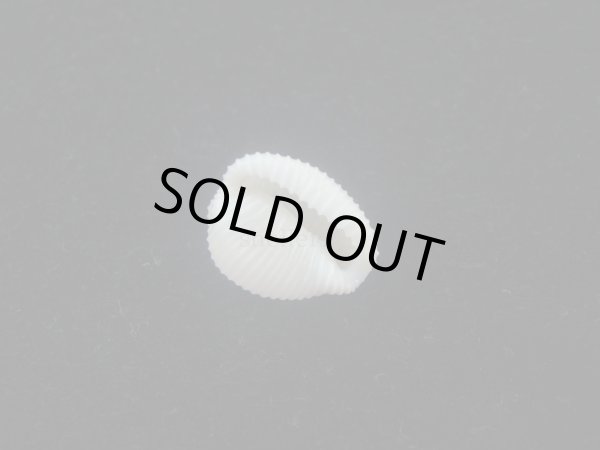 画像3: ワスレボタン(Triviella neglecta) 美品 (3)