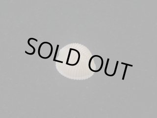 タカラガイ・ウミウサギ類 - Kaiショップ