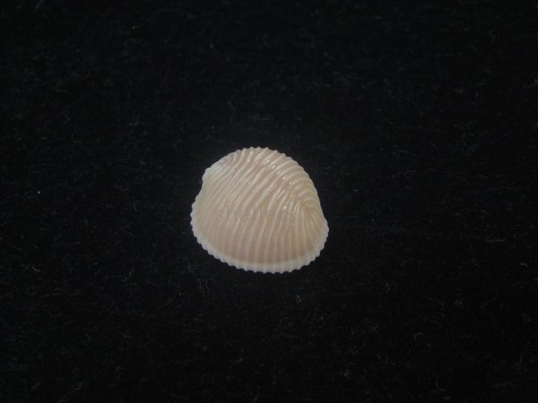 画像1: ワスレボタン(Triviella neglecta) 濃色　老成　美品 (1)