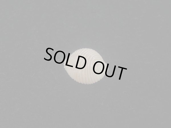 画像2: ワスレボタン(Triviella neglecta) 濃色　老成　美品 (2)