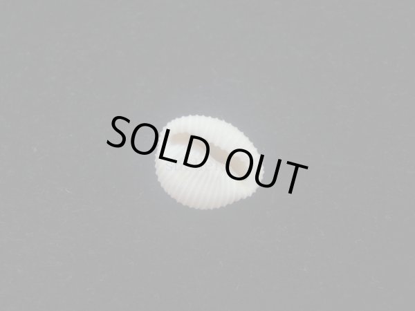 画像3: ワスレボタン(Triviella neglecta) 濃色　老成　美品 (3)