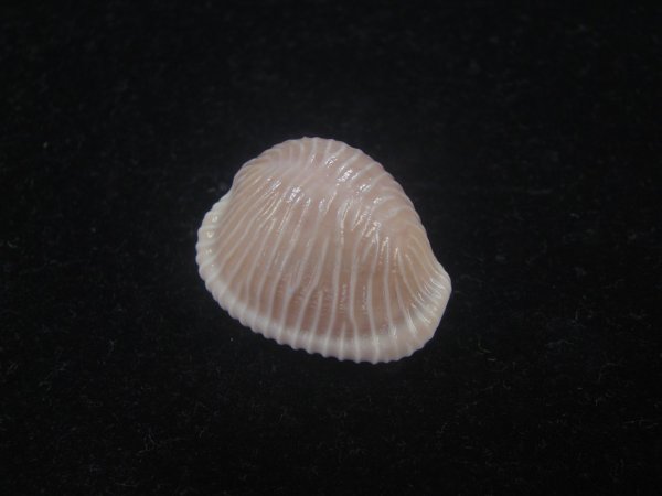 画像1: バライロスジボタン(Triviella aperta) 大　特濃色　老成　美品 (1)