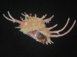 画像2: ショウジョウカタベ(Angaria vicdani) 特美品 (2)