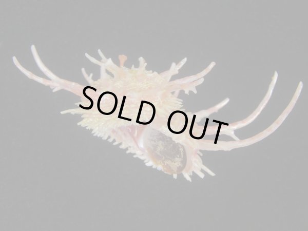 画像2: ショウジョウカタベ(Angaria vicdani) 特美品 (2)