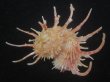 画像3: ショウジョウカタベ(Angaria vicdani) 特美品 (3)