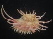 画像4: ショウジョウカタベ(Angaria vicdani) 特美品 (4)