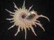 画像5: ショウジョウカタベ(Angaria vicdani) 特美品 (5)