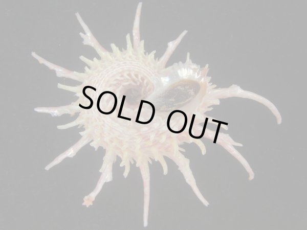 画像5: ショウジョウカタベ(Angaria vicdani) 特美品 (5)