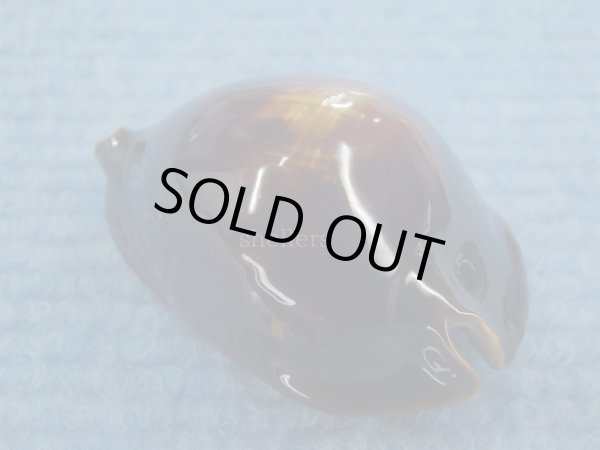 画像2: ロッセルダカラ(Zoila rosselli) (2)