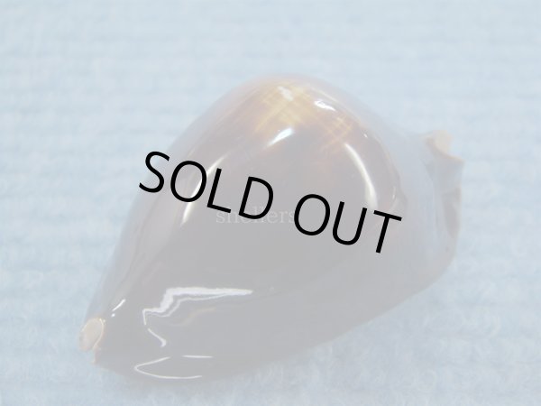 画像4: ロッセルダカラ(Zoila rosselli) (4)