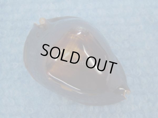 画像5: ロッセルダカラ(Zoila rosselli) (5)