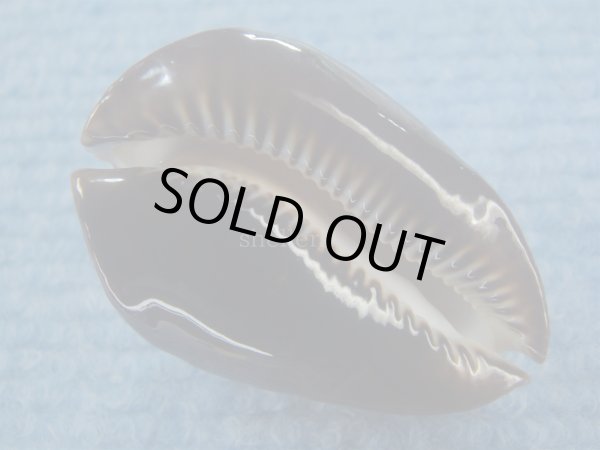 画像6: ロッセルダカラ(Zoila rosselli) (6)