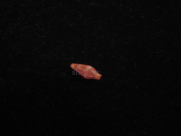 画像2: チシオコボレバケボリ(Crenavolva striatula) 濃色 (2)