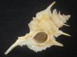 画像1: コウモリバショウ(Siratus beauii) 124ｍｍ　超特大　老成　美品 (1)