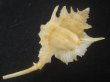 画像3: コウモリバショウ(Siratus beauii) 124ｍｍ　超特大　老成　美品 (3)