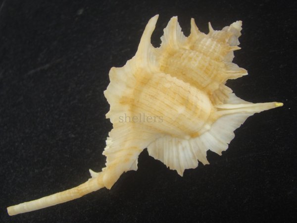 画像3: コウモリバショウ(Siratus beauii) 124ｍｍ　超特大　老成　美品 (3)