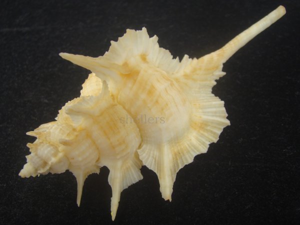 画像4: コウモリバショウ(Siratus beauii) 124ｍｍ　超特大　老成　美品 (4)