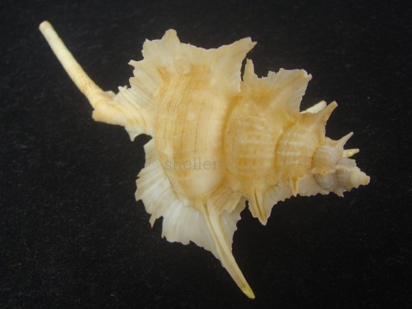 画像5: コウモリバショウ(Siratus beauii) 124ｍｍ　超特大　老成　美品 (5)