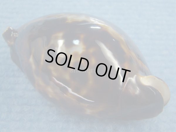 画像2: クロガネダカラ(Zoila friendii friendii) カルナックブラック (2)