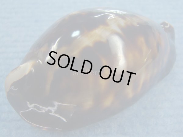 画像3: クロガネダカラ(Zoila friendii friendii) カルナックブラック (3)