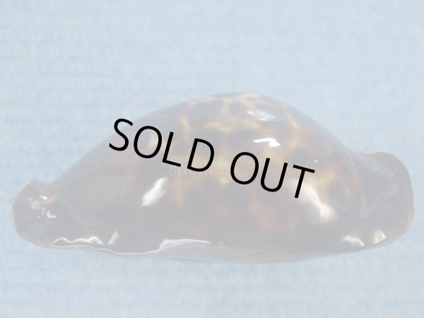 画像5: クロガネダカラ(Zoila friendii friendii) カルナックブラック (5)