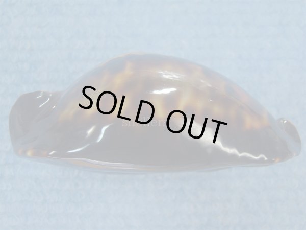 画像6: クロガネダカラ(Zoila friendii friendii) カルナックブラック (6)