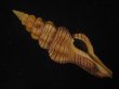 画像1: ニシキツノマタ(Latirus infundibulum) 老成　美品 (1)