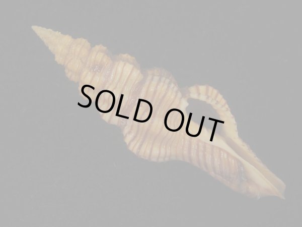 画像1: ニシキツノマタ(Latirus infundibulum) 老成　美品 (1)