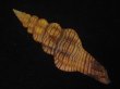 画像2: ニシキツノマタ(Latirus infundibulum) 老成　美品 (2)