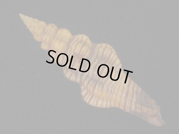 画像2: ニシキツノマタ(Latirus infundibulum) 老成　美品 (2)