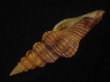 画像3: ニシキツノマタ(Latirus infundibulum) 老成　美品 (3)