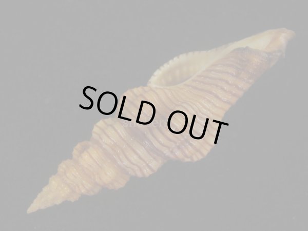 画像3: ニシキツノマタ(Latirus infundibulum) 老成　美品 (3)