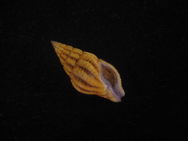 画像1: クチベニツノマタモドキ(Peristernia incarnata) 濃色　美品 (1)