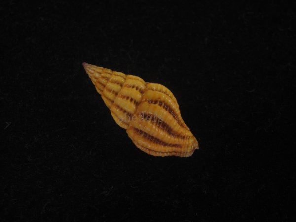 画像2: クチベニツノマタモドキ(Peristernia incarnata) 濃色　美品 (2)