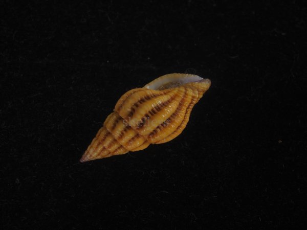 画像3: クチベニツノマタモドキ(Peristernia incarnata) 濃色　美品 (3)