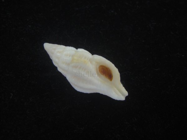 画像1: クチベニツノマタモドキ(Peristernia incarnata)???　白化個体 (1)