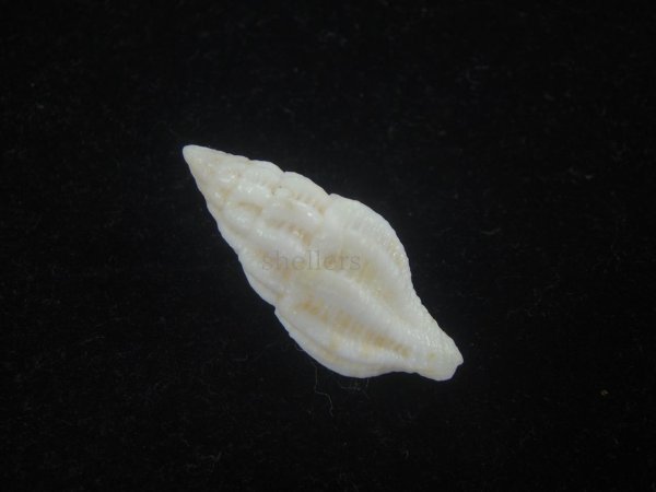 画像2: クチベニツノマタモドキ(Peristernia incarnata)???　白化個体 (2)