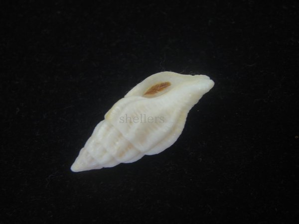 画像3: クチベニツノマタモドキ(Peristernia incarnata)???　白化個体 (3)