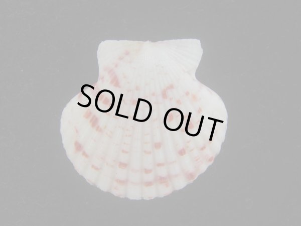 画像2: ニシキヒヨク(Annachlamys reevei) 美品 (2)