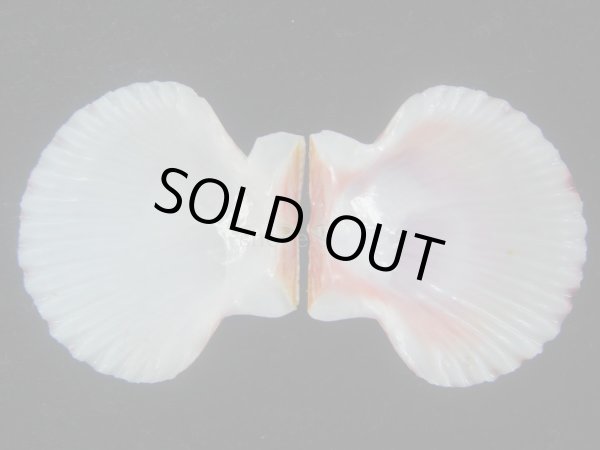 画像3: ニシキヒヨク(Annachlamys reevei) 美品 (3)