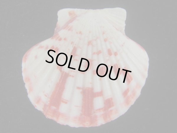 画像2: ニシキヒヨク(Annachlamys reevei) 大　美品 (2)