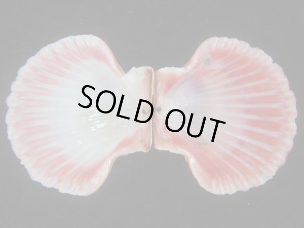 画像3: ニシキヒヨク(Annachlamys reevei) 大　美品 (3)