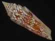 画像1: インドハデミナシ(Conus milneedwardsi clytospira) 158ｍｍ　特大　ユニークフォーム (1)