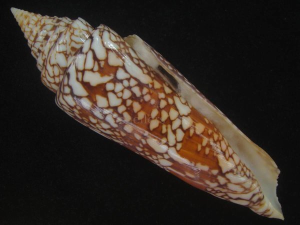 画像1: インドハデミナシ(Conus milneedwardsi clytospira) 158ｍｍ　特大　ユニークフォーム (1)