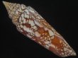 画像2: インドハデミナシ(Conus milneedwardsi clytospira) 158ｍｍ　特大　ユニークフォーム (2)